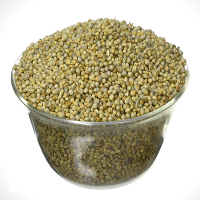 BAJRA (Pearl Millet)